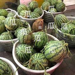 娱乐吃瓜公司有哪些品牌,揭秘娱乐吃瓜公司旗下热门品牌大盘点